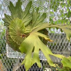 【観葉植物】ビカクシダ チャールズアルフォード P. Charles Alfordの画像