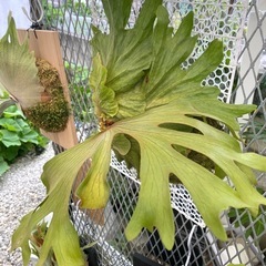 【観葉植物】ビカクシダ チャールズアルフォード P. Charles Alfordの画像