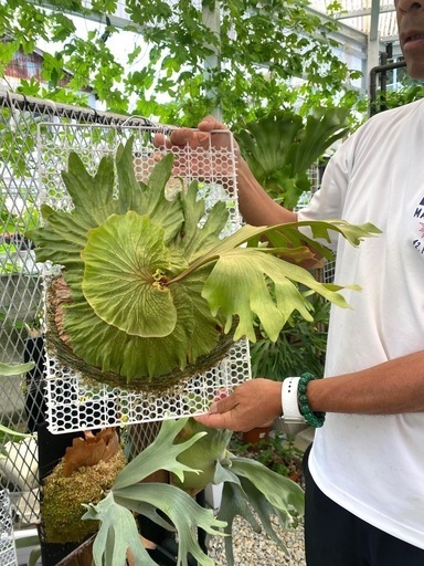 【観葉植物】商談中　ビカクシダ チャールズアルフォード P. Charles Alford