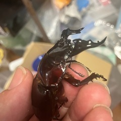 外国クワガタの画像
