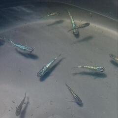 サファイアメダカ幼魚　10匹の画像