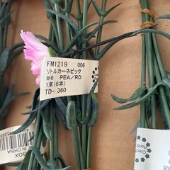 造花9 リトルカーネピックの画像