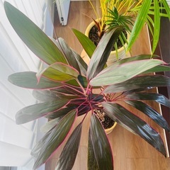 観葉植物 コルジリネレッドスターの画像