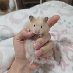 ゴールデンハムスターの赤ちゃんの里親募集　キンクマ　