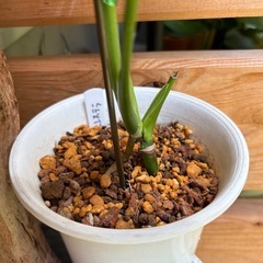 観葉植物　モンステラA
の画像