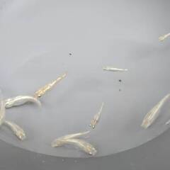 スズラン②　成魚　10匹の画像