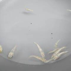 スズラン②　成魚　10匹の画像