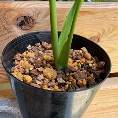 観葉植物　モンステラＢの画像