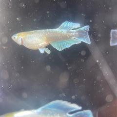 【メダカ屋　恵作めだか】　エメキン　写真は現物　ランダムに撮影　若魚　1匹300円の画像