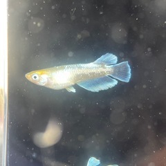 【メダカ屋　恵作めだか】　エメキン　写真は現物　ランダムに撮影　若魚　1匹300円の画像