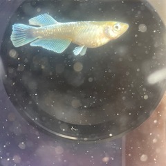 【メダカ屋　恵作めだか】　エメキン　写真は現物　ランダムに撮影　若魚　1匹300円の画像