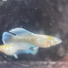 【メダカ屋　恵作めだか】　エメキン　写真は現物　ランダムに撮影　若魚　1匹300円の画像