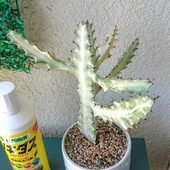 🌵無料🌵ユーフォルビア ホワイトゴーストの画像
