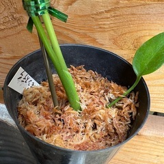 観葉植物　モンステラＣの画像