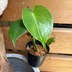 ランキングキーワードに紐づく投稿画像-観葉植物