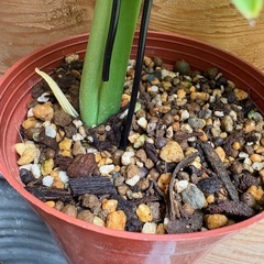 観葉植物　モンステラＤの画像