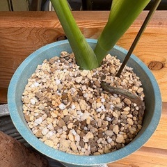 観葉植物　モンステラＥの画像