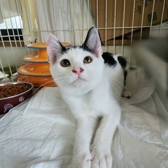 仔猫オス　3ヶ月　お見合い予定