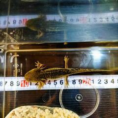 ウーパールーパー、マーブルのラメ入りの画像