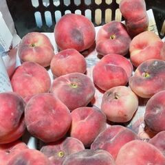 難あり珍しい桃　蟠桃1個10円10個から