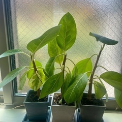 　観葉植物 オーガスタ( ストレリチア・ニコライ)の画像