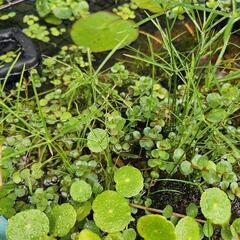 シュロガヤツリ(小)水草の画像