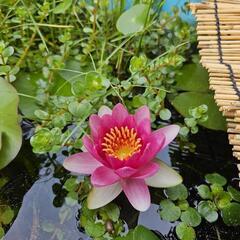 シュロガヤツリ(小)水草の画像