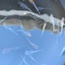ランキングキーワードに紐づく投稿画像-メダカ