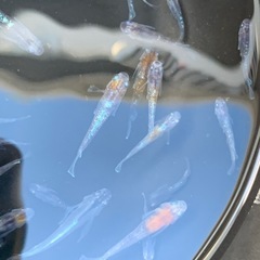 シフォン　メダカ　めだかの画像