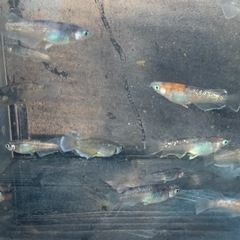 シフォン　メダカ　めだかの画像