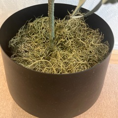 オリーブの木(フェイクグリーン)の画像