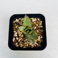 多肉植物　アガベ・オテロイ　の画像