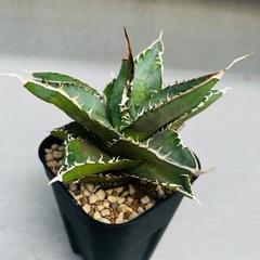 多肉植物　アガベ・オテロイ　の画像