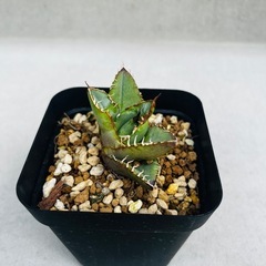 多肉植物　アガベ・オテロイ　の画像