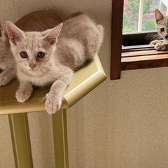 元気な子猫3匹の里親募集