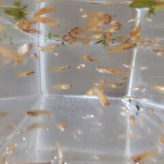 メダカ差し上げます（無料です）の画像