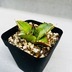 ランキングキーワードに紐づく投稿画像-多肉植物