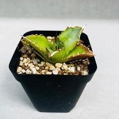 多肉植物　アガベ・オテロイの画像