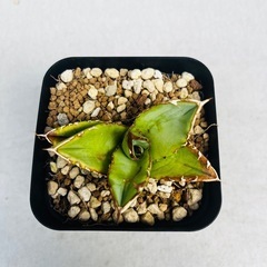 多肉植物　アガベ・オテロイの画像