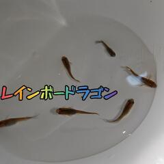 レインボードラゴンめだか  オスのみ5匹＋α 若魚の画像