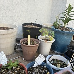 土 植木鉢の画像