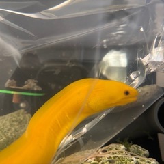 希少　レア　ヒメウツボ　約30cm　の画像