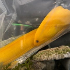 希少　レア　ヒメウツボ　約30cm　の画像