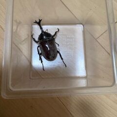 カブトムシ　（野外採取品）の画像