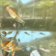 メダカ_レッドクリフ紅白タイプ_♂1♀2の画像