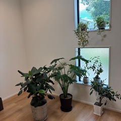 観葉植物　植木鉢　土などの画像