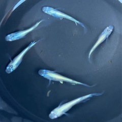 #57 松井ヒレ長ミユキ　若魚　6匹¥500の画像