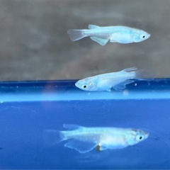 #57 松井ヒレ長ミユキ　若魚　6匹¥500の画像