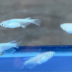 #57 松井ヒレ長ミユキ　若魚　6匹¥500の画像