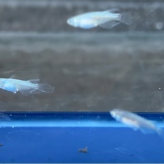 #57 松井ヒレ長ミユキ　若魚　6匹¥500の画像